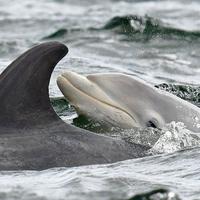 Neugeborenes mit seiner Mutter Zephyr. Delfine haben starke, soziale Verbände, besonders zu ihren Jungen.