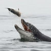 Fischjagd - Plastikpartikel sammeln sich im Fisch und werden vom Delfin mitverdaut.