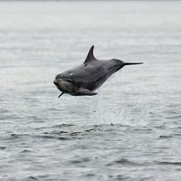 Delfin springt aus dem Wasser. Spaß oder Kommunikation mit seinen Artgenossen?