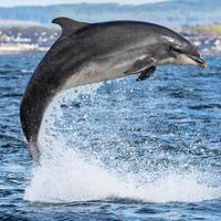 Delfindame Kesslet aus Schottland - alle Bilder sind von Tier- und Umweltphotograf Charlie Phillips.