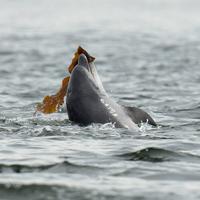 Delfin spielt mit Seetang.
