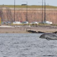 Ein junger Delfin vor der Küste. Viele Delfine leben in der Nähe von Häfen, wo der Schiffslärm verstärkt zunimmt.
