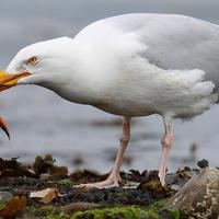 Seevögel und Krustentiere sind ebenfalls von Umweltverschmutzung bedroht.