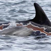 Verletzter Delfin - nachdem dieser Delfin für lange Zeit am Strand auf einer Seite lag, bildete sich eine Blase. Die Wunde ist h