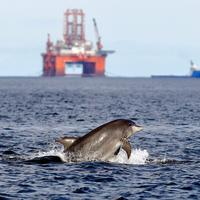 Delfin vor einer Ölplatform - die Ölpest im Golf von Mexiko 2010 war eine der größten Umweltkatastrophen. 800 Millionen Liter vo
