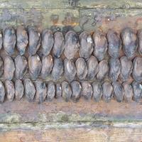 Ein erfreulicher Fang - 60 Teichmuscheln - gefunden in einem kleinen Forellenzuchtteich (mit 7 Barschen und 5 Rotfedern)