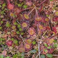 Der Rundblättrige Sonnentau - eine "fleischfressende" Pflanze - ist eine Attraktion im Feucht- und Moorgebiet.