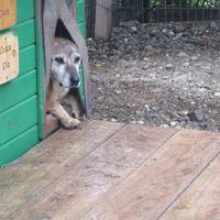 Maria, eine der ältesten Hundedamen im Tierheim