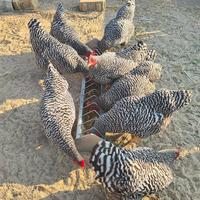 Wildwuchs Hühner  auf dem Außengelände - Lernen von Tieren